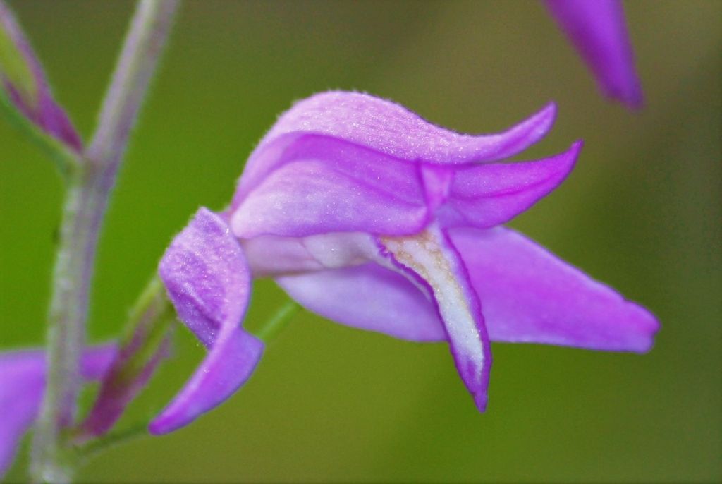 Cephalanthere rubra